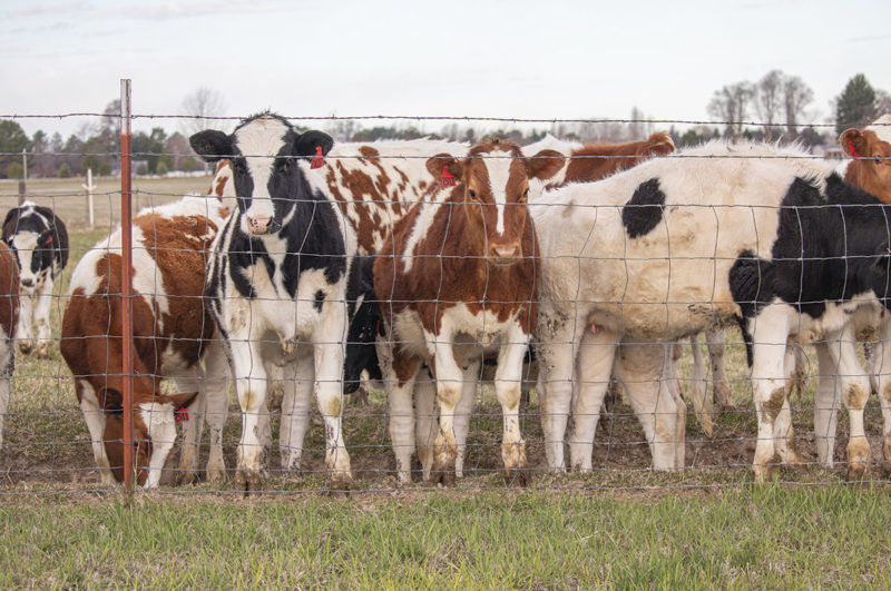 10.06.24 58672 schmidt heifers jaynes